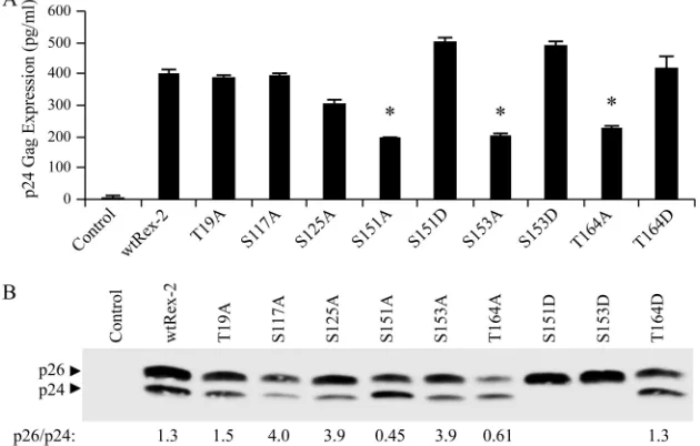 FIG. 4. Mutational analysis of Rex-2 phosphospeciﬁc mutants. (A) The functional activities of either wt Rex-2 or Rex-2 mutants, as indicated,were determined using the modiﬁed HIV p24 Gag reporter assay