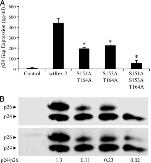 FIG. 6. Functional analysis of Rex-2 S151A, S153A, and T164Acombination mutants. (A) Functional activities of either wt Rex-2 or