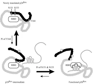 FIG. 7. Rex-2 phosphorylation continuum and function model. The newly Rex-2-translated product p24Rexspatial inhibition of the carboxy-terminal domain (black ribbon) that masks the RBD and nuclear localization signal