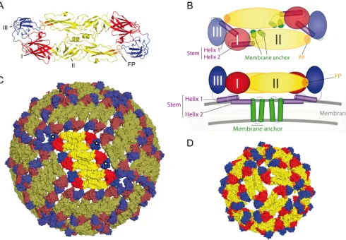 FIG. 1. Structures and schematic representations of the TBE virus E protein, virions, and RSPs
