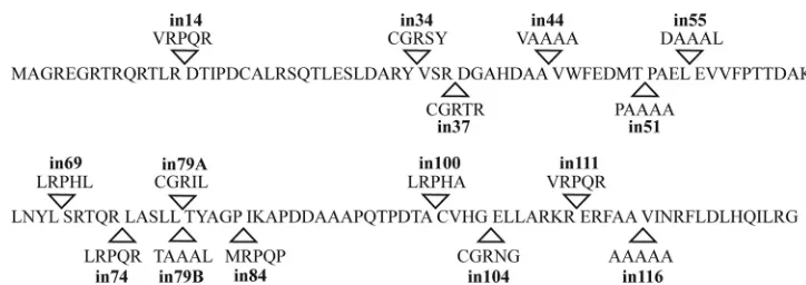 FIG. 1. Position and identity of UL33 insertion mutants. The amino acid sequence of HSV-1 UL33 (GenBank accession no