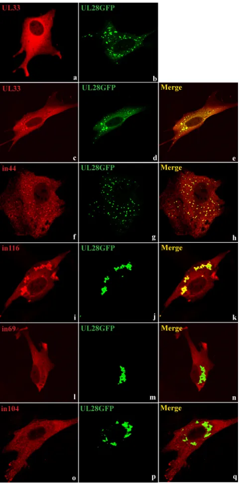 FIG. 5. Immunoﬂuorescence assay of mutated forms of UL33 andUL28-GFP. BHK cells were transfected with pUL33 or pUL28GFP