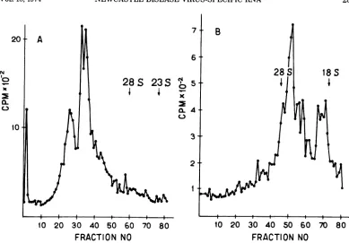 FIG. 2.partgradient Electrophoresis of 35 and 24S NDV-specific RNA in polyacrylamide gel