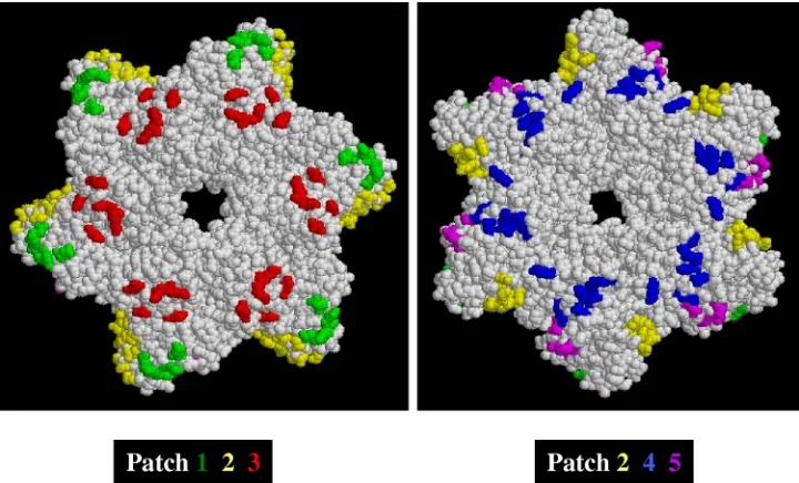 FIG. 1. Locations of patch mutations on T antigen hexamer surface. Space-ﬁlling models of the SV40 T antigen helicase domain (amino acids266 to 627) are shown