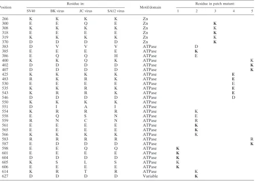 TABLE 1. Distribution of charged amino acids on the surface of SV40 T antigen hexamera