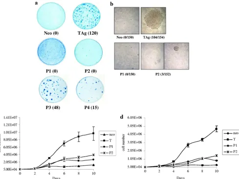 FIG. 2. Patch mutants 1 and 2 are transformation defective. (a) REF52 cells were transfected with wild-type T antigen (TAg), patch mutants1 to 4 (P1 to P4), or a vector control (neo)