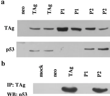 FIG. 3. The patch 2 mutant, but not the patch 1 mutant, can sta-bilize and bind p53. (a) Western blot analysis of whole-cell lysates from