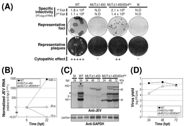 FIG. 5. Functional importance of the 83-nt sequence duplication in MUT�(M) or transfected with 2MUTintermediate (open arrowhead) are shown on the left; on the right are molecular size markers in kilodaltons