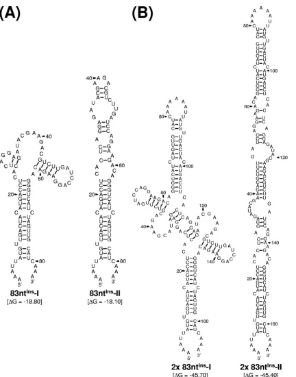 FIG. 6. Predicted RNA secondary structures of the 83-nt sequence duplicated in the 3�450-derived pseudorevertants