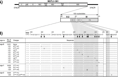 FIG. 8. Identiﬁcation of 12 point mutations acquired within the 3�evertants. The original recombinant viral stock was generated by transfecting BHK-21 cells with RNA transcripts derived from MUT(passage 0); this viral stock was serially passaged three time
