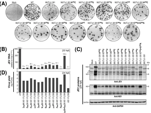 FIG. 9. Effects on RNA replication efﬁciency of 12 point mutations discovered in MUT�were mock transfected (Mock) or transfected with a synthetic RNA transcribed from the WT cDNA or one of the reconstructed MUTderivative cDNAs, as indicated