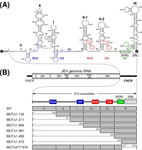 FIG. 1. Schematic presentation of JEV 3�(A) Detailed view of short CSs and predicted secondary structures within the 574-nt 3translation stop codon (UAG; box outlined with a dotted line) of the single ORF to the 3the ﬁrst base of the 3indicated at the 3emb