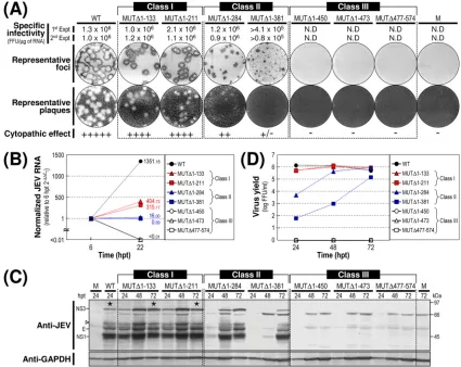 FIG. 2. Functional analysis of JEV 3�of total cell lysates collected at the indicated time points were separated by SDS-polyacrylamide gel electrophoresis, and the levels of JEV proteinswere visualized by immunoblotting with a mouse anti-JEV antiserum (ant