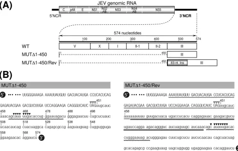 FIG. 4. Identiﬁcation of a novel 83-nt sequence duplication in the 3�pseudorevertants (MUT3of the original MUTsequences of the viral ORF; the lowercase sequences represent the entire 33translation stop codons UAG (open arrowheads), the 25-nt CS1 motif (cur
