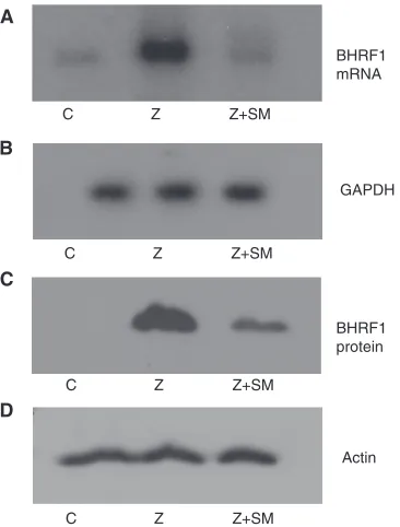 FIG. 2. Effect of SM on BHRF1 transcribed from a heterologouspromoter. (A) EBV DNA containing the BHRF1 gene including the