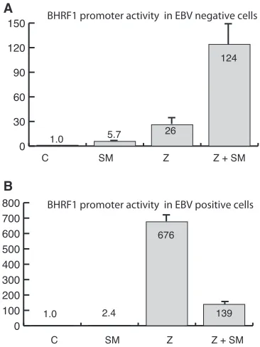 FIG. 4. Effect of SM on activity of BHRF1 promoter unlinked tooriLyt. (A) 293 cells (EBV negative) were transfected with BHRF1p-