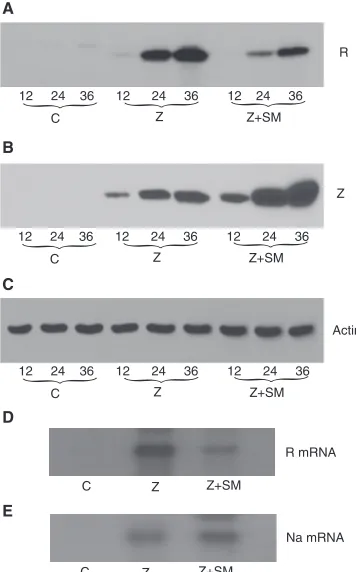 FIG. 5. Effect of SM on Rta expression in EBV-positive 293 cells.(A) Effect of SM on RTA protein expression in EBV-positive 293 cells.
