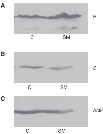 FIG. 7. Effect of SM on R and Z expression from a bicistronic R-Zgene transcribed from the CMV IE promoter