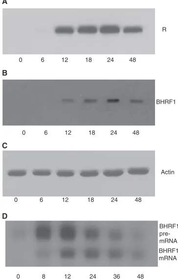 FIG. 8. Effect of SM on the SM promoter. EBV-negative 293 cells(A) or BMLF1KO 293 (EBV-positive) cells (B) were transfected with
