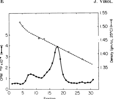 FIG. 3.DNA.kovwerevials,tionThetive-20 Equilibrium density gradient centrifuga-of H-1virionscontaining32P-BUdR-labeled Virus was purified as previously described (18)