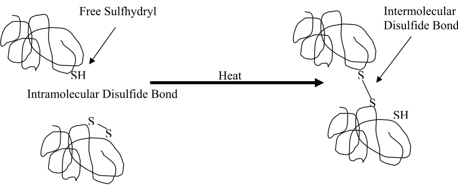 Figure 1.6. Schematic of sulfhydryl/disulfide interchange from intramolecular disulfide bond to intermolecular disulfide bond