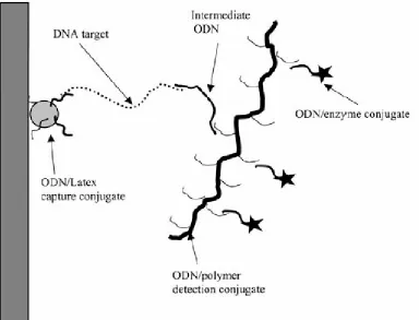 Figure 2-5. Schematic illustration of specific capture and detection of target DNA (or RNA) using latex-oligonucleotide (ODN) capture conjugates and copolymer-ODN detection conjugates.84,153 The ODN/latex conjugates are adsorbed on a 2-dimension solid supp