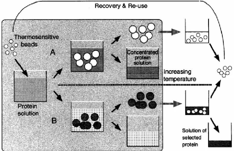 Figure 2-6. Protein concentration (A)which are separated from the solution. After separation, e.g., by changing pH or salinity, Process (B): Protein molecules are selectively adsorbed into the microgel particles, squeezed out of the network in this recycle