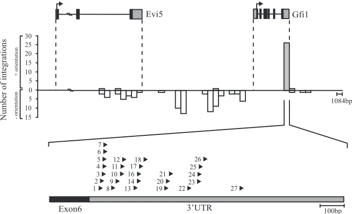 FIG. 1. MLV integrations identiﬁed in the genomic region carrying Gﬁ1coding sequences (black) and UTRs (gray)