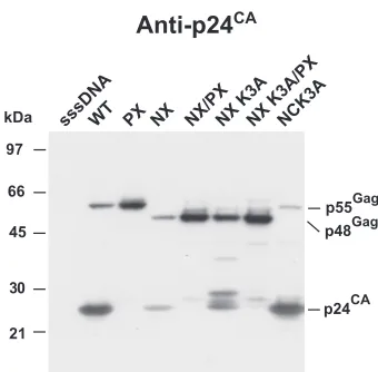 FIG. 3. Analysis of NC lysine 3 mutants. A p24CANX mutant virion preparations produced by transfection is presented.The samples are identiﬁed above the respective lanes