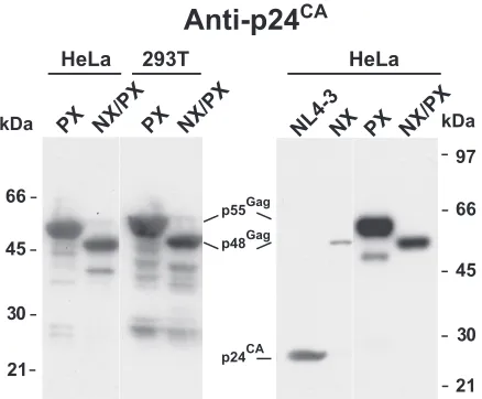 FIG. 4. Virion production of NX/PX in HeLa cells. p24CAnoblots of NX/PX virion preparations produced by transfection arepresented
