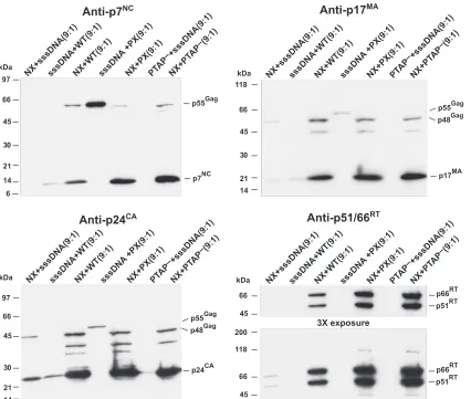 FIG. 5. Coexpression of NX and wild-type Gag-Pol. P7NCare presented. The samples are identiﬁed above the respective lanes, with the ratio of the cotransfected DNAs above