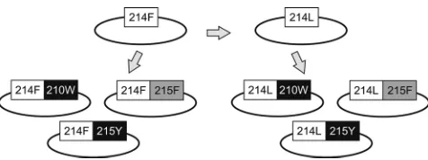 FIG. 2. Replication kinetics assay. The slope of p24 antigen pro-duction of each TAM-mutated virus after infection of PBMC was