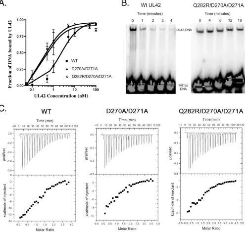 FIG. 1. DNA and Pol peptide binding of UL42 mutants. (A) The fraction of bound DNA was measured using a ﬁlter binding assay withwild-type (WT) UL42 (solid squares), the D270A/D271A mutant (solid triangles), or the Q282R/D270A/D271A mutant (open circles)