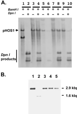 TABLE 1. Complementation assays with UL42 mutants