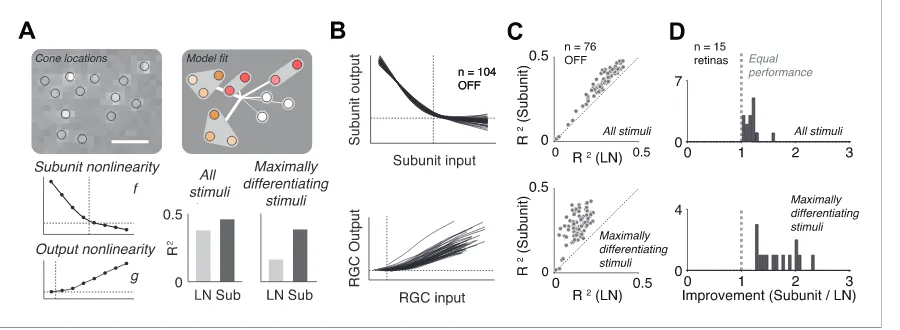 Figure 3. Model fits. (panelquantified for each retina as the slope of the best-fitting regression line to the points shown in panelmidgets from one outlying retina (improvementcontaining single cones