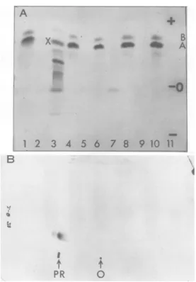 FIG. 5.polypeptideinsystem(2)EMC(2sapvirus-infectedlayerelectrophoresisFmet-trypticmigratedKrebsandweresystemIncorporationmethionine.countsmigrated100,000 A, to Fmet-tryptic peptides formed in response to EMC RNA in Krebs and L-cell-free systems