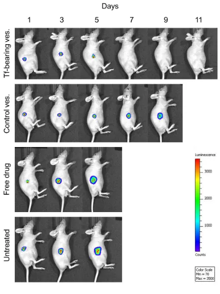 Fig. (2).   Bioluminescence imaging of the tumoricidal activity of TRF entrapped in Tf-