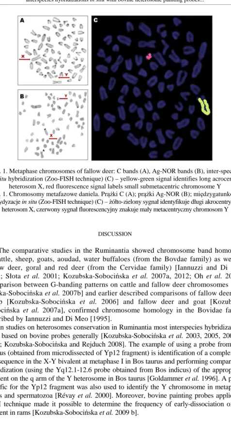 Fig. 1. Metaphase chromosomes of fallow deer: C bands (A), Ag-NOR bands (B), inter-species   in situ hybridization (Zoo-FISH technique) (C) – yellow-green signal identifies long acrocentric 
