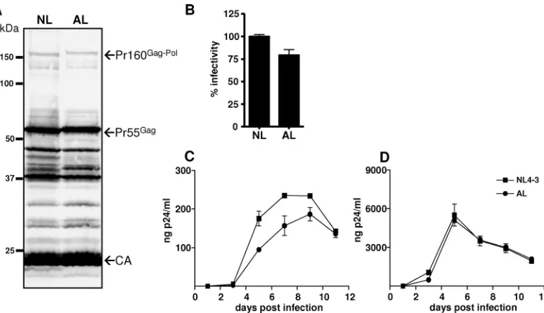 FIG. 3. Inﬂuence of frameshift displacement on virus maturation, infectivity, and replication