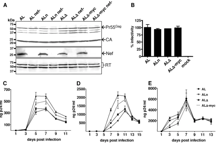 FIG. 6. Packaging of heterologous sequences expressed from the p6* reading frame. (A) A schematic representation of the AL Gag andGag-Pol precursors is shown, with the p6* central region highlighted by a shaded box