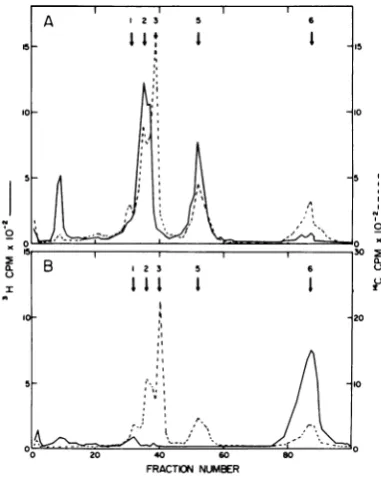 FIG. 2.polypeptidespolypeptidesA,MountcastleB,electrophoresis. 3H-polypeptides 3H-polypeptides Polyacrylamide gel electrophoresis of 3H- in transcriptase-active structures