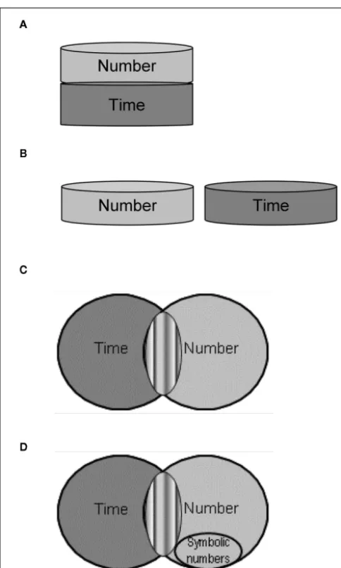 FIGURE 1 | Possible links between number and time. (A) Number andtime fully share a single magnitude system, initially hypothesized as an“internal accumulator” representing information about either thenumerosity or the duration of events/objects at one giv