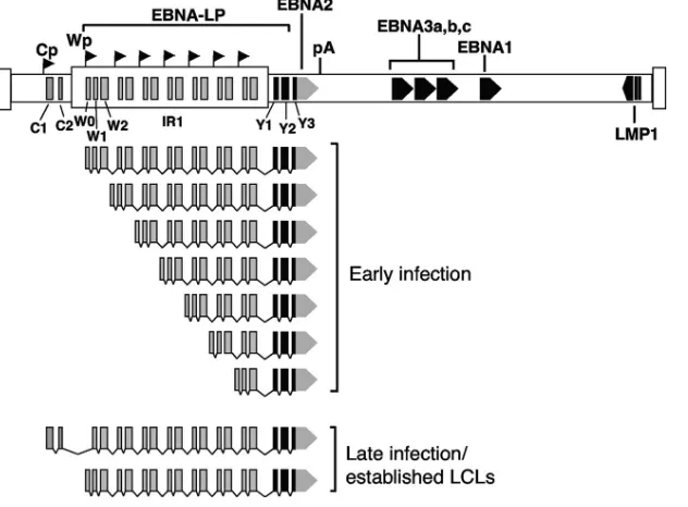 FIG. 1. Exon organization of EBNA-LP gene transcripts. Transcription of the EBNA-LP gene initiates from either the W promoter (Wp) orthe C promoter (Cp)
