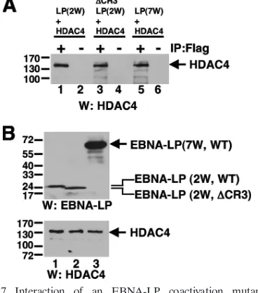 FIG. 6. Analysis of a 62-kDa EBNA-LP isoform with seven W repeats. (A) Heterokaryon between HeLa cells transfected with the seven-W1-W2 EBNA-LP protein and murine 3T3 cells