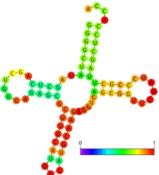 FIG. 2. The minimum free-energy secondary structure of tRNAala from Shigella sonneipairs have a high probability of forming, green pairs have a medium probability of forming, and blue pairs (none shown) have a low probabilityof forming