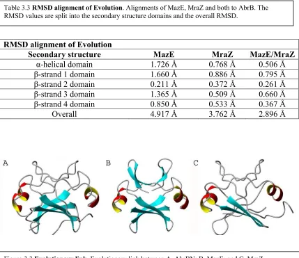 Table 3.3 RMSD alignment of Evolution. Alignments of MazE, MraZ and both to AbrB. The 