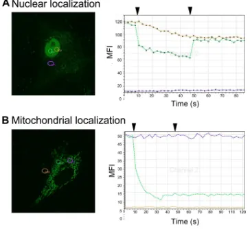 FIG. 2. FRAP analysis of nuclear and mitochondrial ORF 3b-EGFP. Vero cells were transfected with ORF 3b-EGFP, and cells expressingnuclear ORF 3b (A) or mitochondrial ORF 3b (B) were selected for analysis