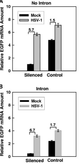 FIG. 6. Ability of HSV-1 to enhance EGFP mRNA levels is notdependent upon the presence of intron sequences in the EGFP tran-