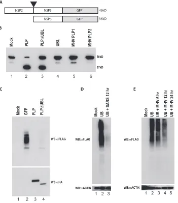 FIG. 8. PLP�terminal 100 aa of NSP2 through the N-terminal 80 aa of NSP3 were fused to GFP in an expression plasmid