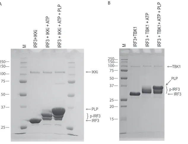 FIG. 4. PLP does not inhibit the in vitro phosphorylation of IRF3. Puriﬁed IRF3to induce phosphorylation and then analyzed by SDS-PAGE